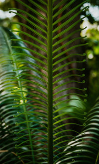 Close-up of palm tree leaves