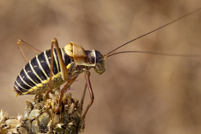 Close-up of insect