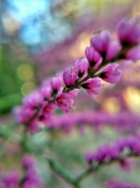 Close-up of pink flowers