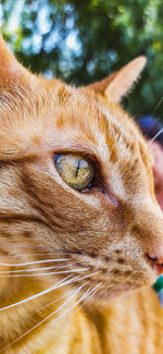 Close-up of a cat