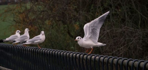 Black-headed gull on bridge rail