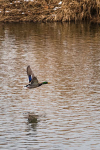 Bird flying over lake