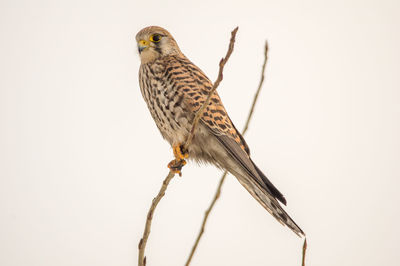 Low angle view of falcon perching on twig