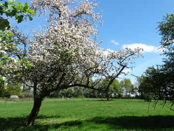 Apple blossoms in spring