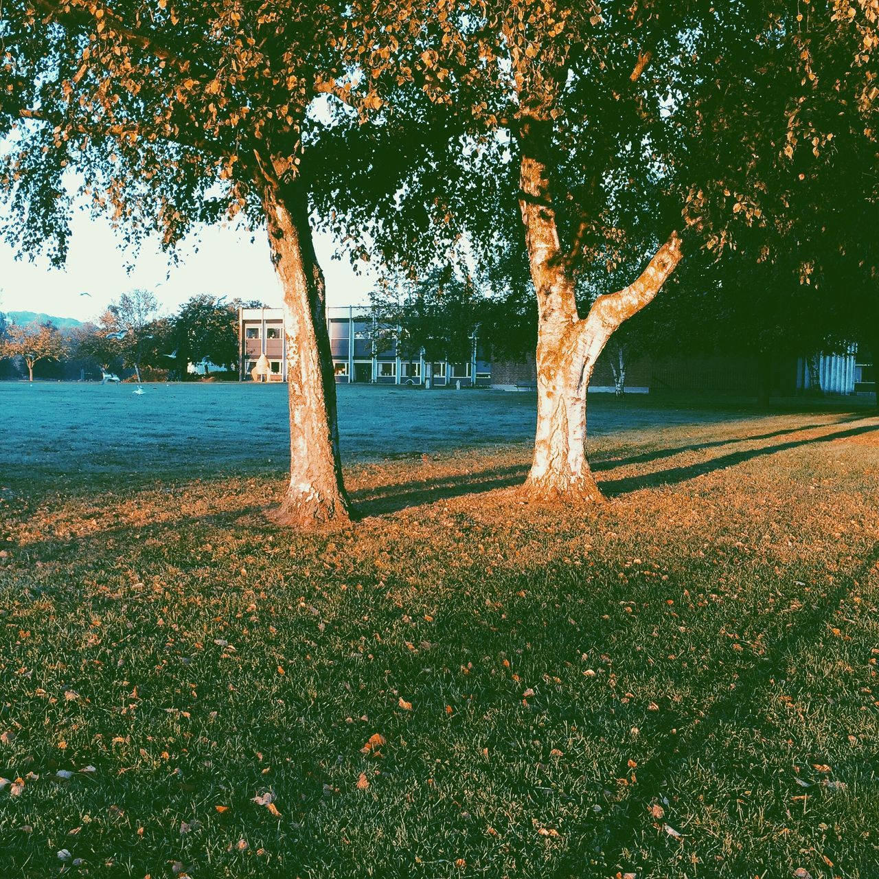 tree, tree trunk, tranquility, water, autumn, growth, nature, tranquil scene, branch, scenics, beauty in nature, park - man made space, change, outdoors, season, sunlight, lake, no people, day, idyllic