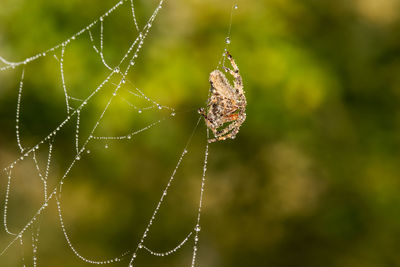 spider web