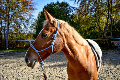 Horse standing on field