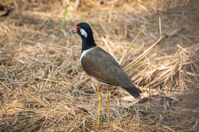 View of a bird on field
