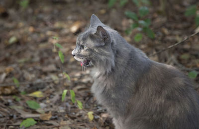 Grey cat panting outside