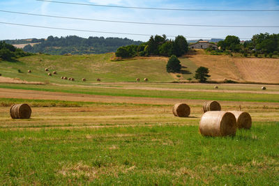 Hay bales on field