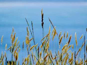 Close-up of crops growing on field against sky