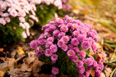 Close-up of pink flowers