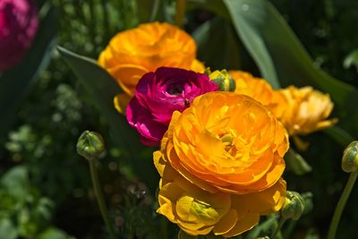 Close-up of yellow rose blooming outdoors