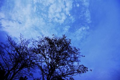 Low angle view of bare tree against blue sky