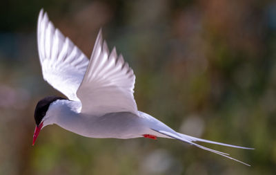 Close-up of bird flying