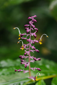 Close-up of purple flowering plant