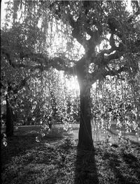 Trees growing in sunlight