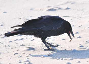 Close-up of bird on sand at beach