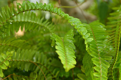 Close-up of green leaves on tree