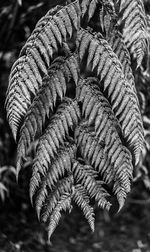 Close-up of fern