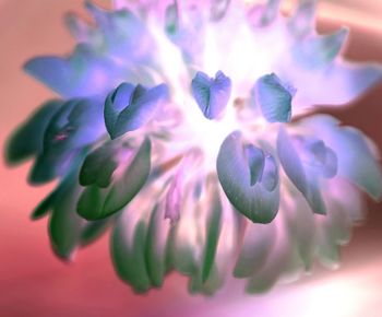 Close-up of purple flowering plant