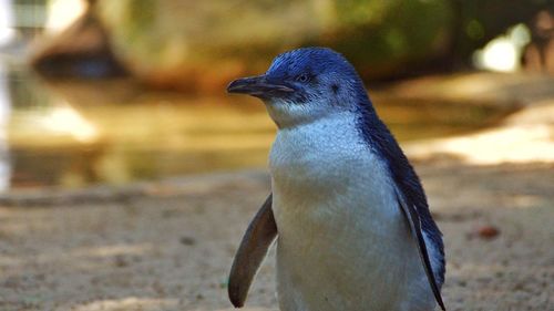 Close-up of penguin at zoo