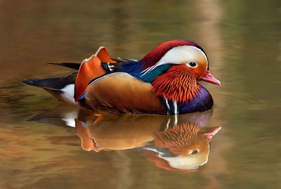 Duck swimming in lake