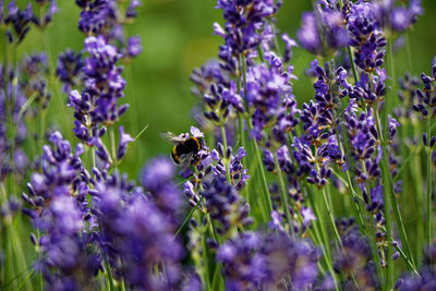 Honey bee pollinating on purple flower