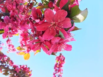 Low angle view of bougainvillea blooming against sky