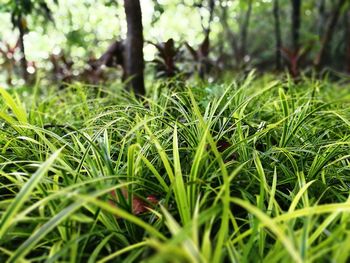 Close up of grass