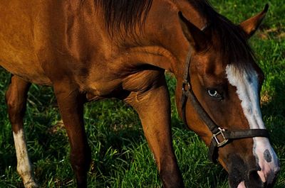 Close-up of horse on field