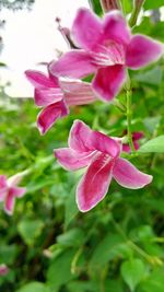 Close-up of pink flowers