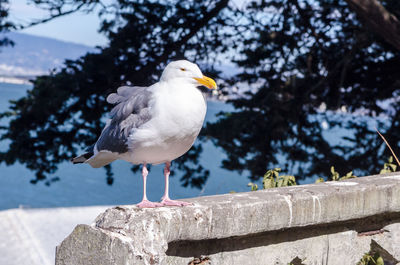 Close-up of seagull perching on retaining wall