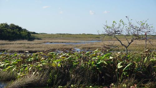 Crops growing on field against clear sky