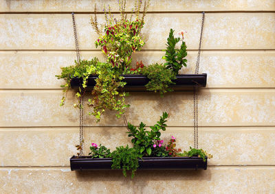 Potted plants against wall