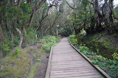 Boardwalk amidst trees in forest