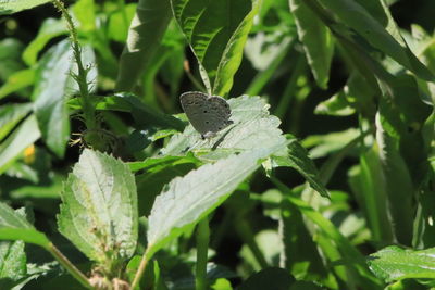 Close-up of butterfly on plant