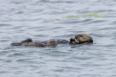 High angle view of sea otter in sea