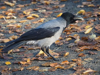 Close-up of a bird on field