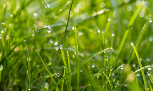 Close-up of water drops on grass