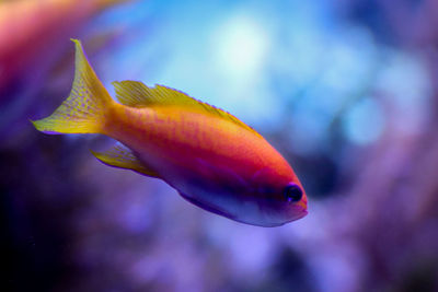 Close-up of fish swimming in tank