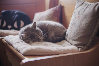 Cat sleeping on bed at home