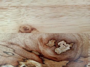 High angle view of a cat