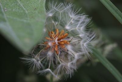 Close-up of flower against blurred background