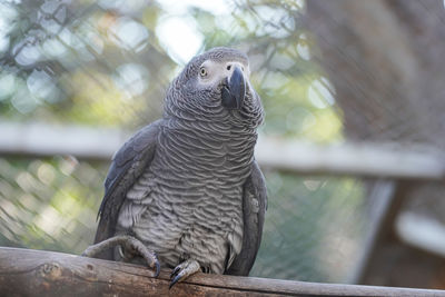 Close-up of owl perching on wood in zoo