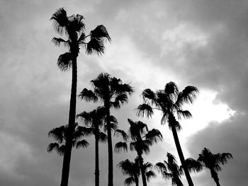 Low angle view of palm trees against cloudy sky