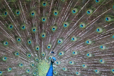 Full frame shot of peacock