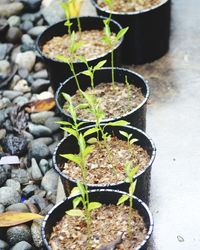 High angle view of potted plant