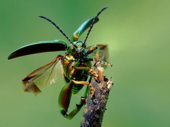 Close-up of insect on plant