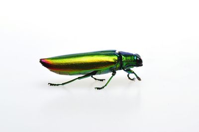 Close-up of grasshopper on white background